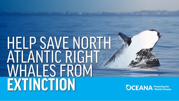 Help Save North Atlantic Right Whales