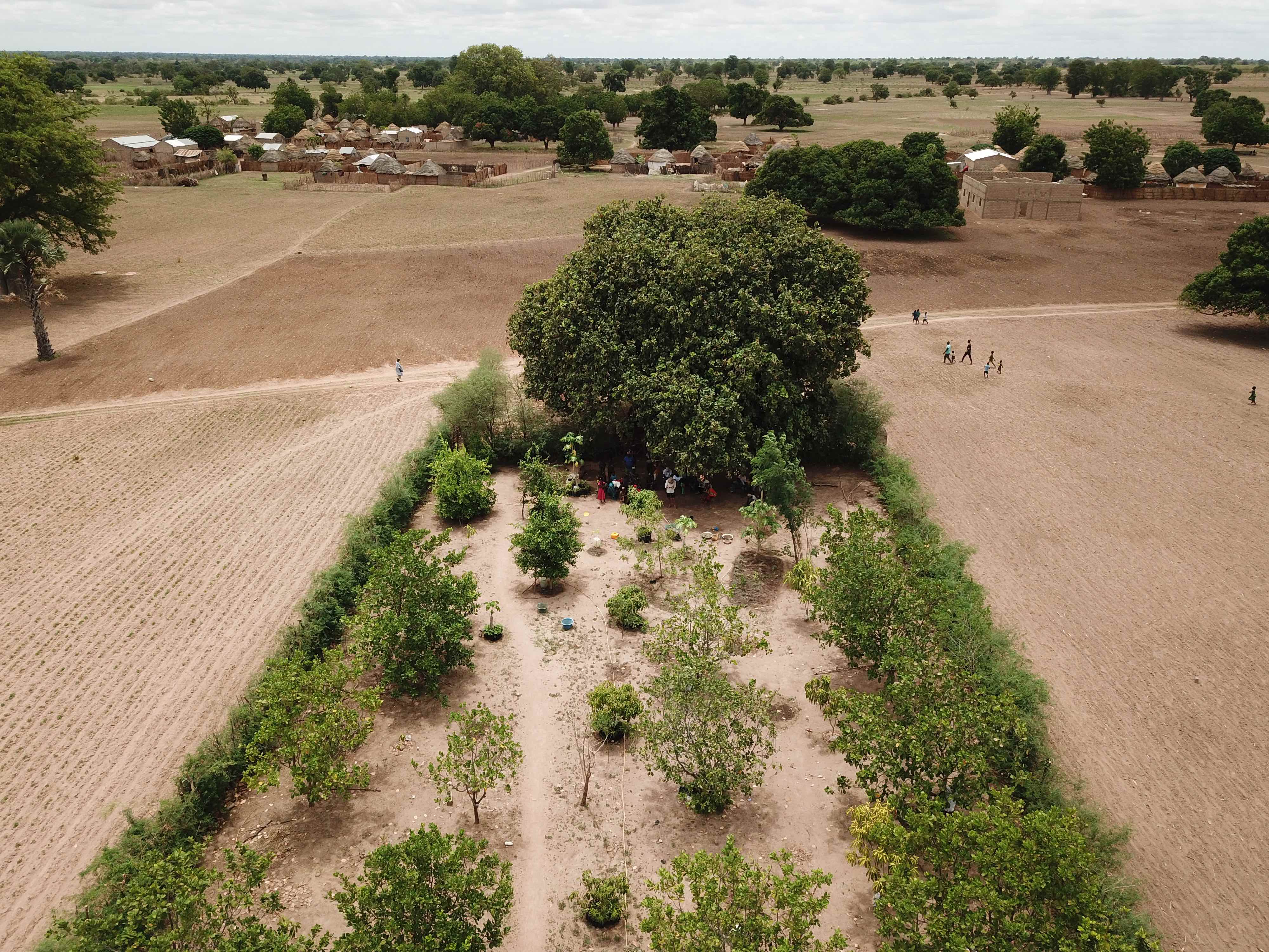 An aerial view of a young Forest Garden in Senegal shows trees' ability to transform degraded landscapes.

Forest Gardens are a collection of trees, shrubs, vines, vegetables, fruits, and herbs that grow harmoniously together. Forest Gardens use agroforestry and permaculture to get the most out of the land, while still giving just as much back to the land. International development organization Trees for the Future uses the Forest Garden Approach to completely transform parched, degraded land into unrecognizable, flourishing havens of biodiversity. In contrast to the more typical and overwhelmingly accepted monocrop agriculture, permaculture and Forest Gardening have positive impacts on the environment and the communities in which they are employed.