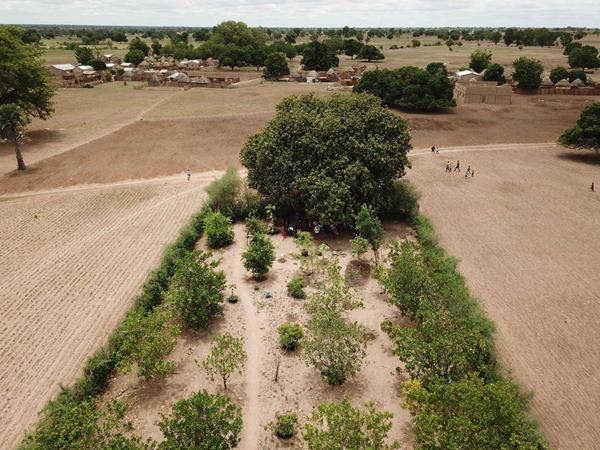 An aerial view of a young Forest Garden in Senegal shows trees' ability to transform degraded landscapes.

Forest Gardens are a collection of trees, shrubs, vines, vegetables, fruits, and herbs that grow harmoniously together. Forest Gardens use agroforestry and permaculture to get the most out of the land, while still giving just as much back to the land. International development organization Trees for the Future uses the Forest Garden Approach to completely transform parched, degraded land into unrecognizable, flourishing havens of biodiversity. In contrast to the more typical and overwhelmingly accepted monocrop agriculture, permaculture and Forest Gardening have positive impacts on the environment and the communities in which they are employed.