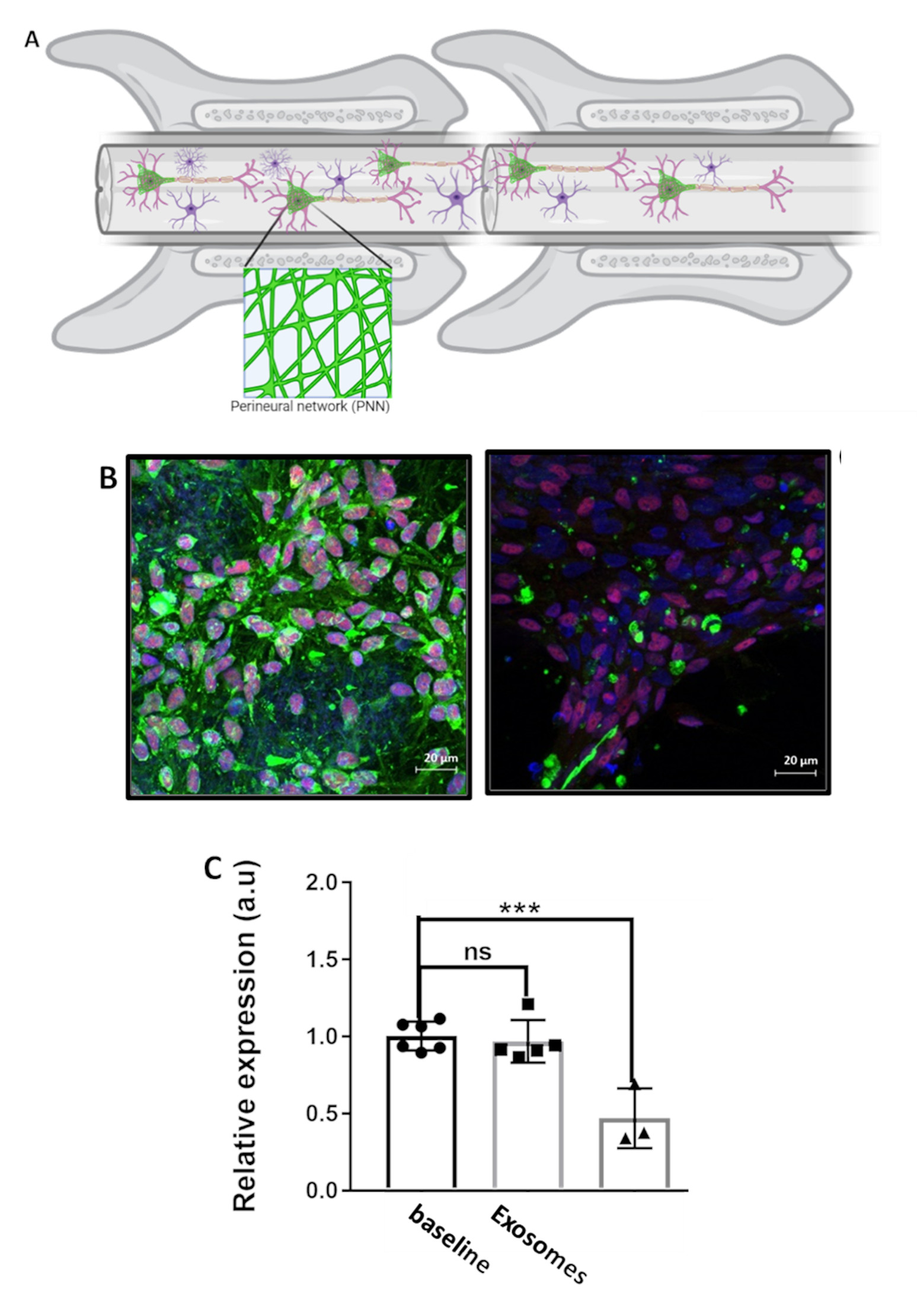 (A) Illustration of the extracellular Perineural network (PNN), highlighted in green. (B) Immunohistology of one protein in the PNN in differentiated neuronal culture demonstrate that the new treatment on human neuronal culture successfully degraded the PNN. (C) Quantification of one PNN building block protein that was successfully inhibited by the new treatment.