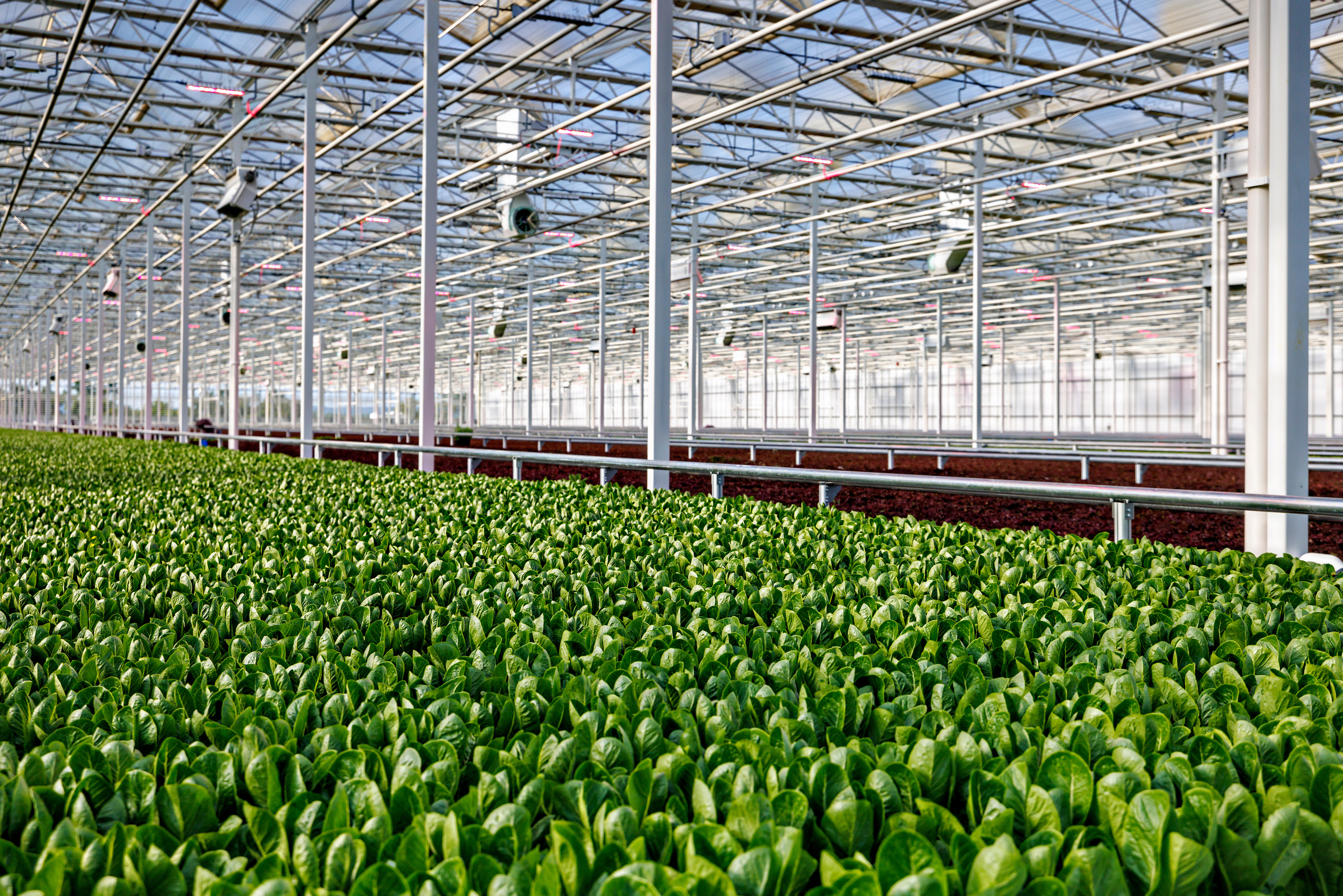 AppHarvest Berea leafy greens high-tech indoor farm