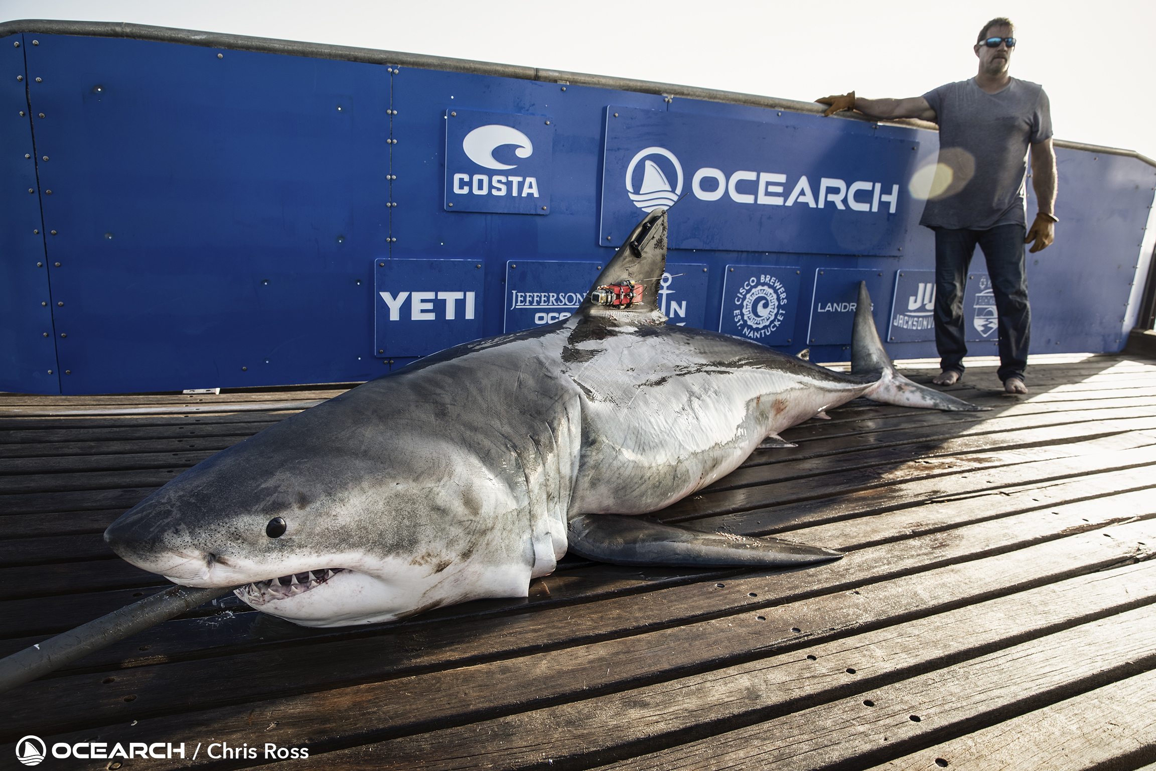 Giant OCEARCH White Shark Captured and Pictured on Special M/V OCEARCH Lift. 