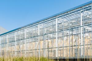 a wide shot of a Greenhouse at GreenLight's NC facility