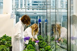 Two female scientists tend green plants in a GreenLight greenhouse