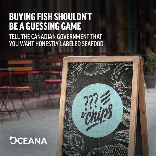 Tell the government you want safe, honestly labelled and legally caught seafood.
