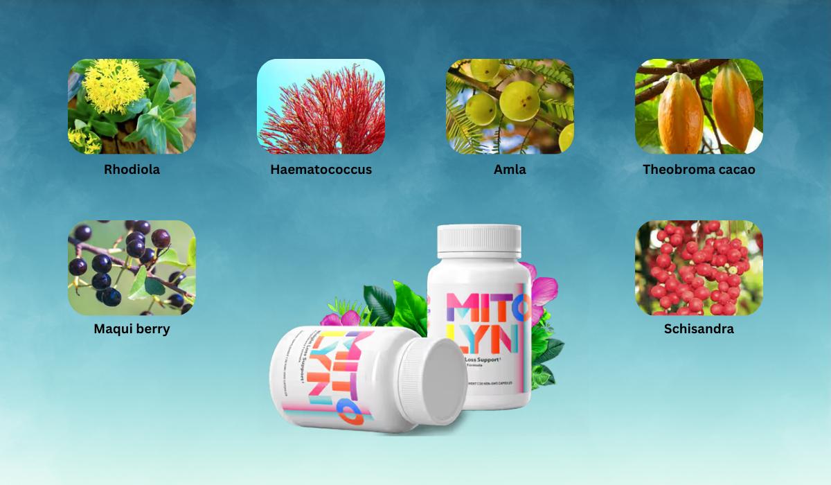 Mitolyn - Ingredients