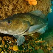 Northern cod