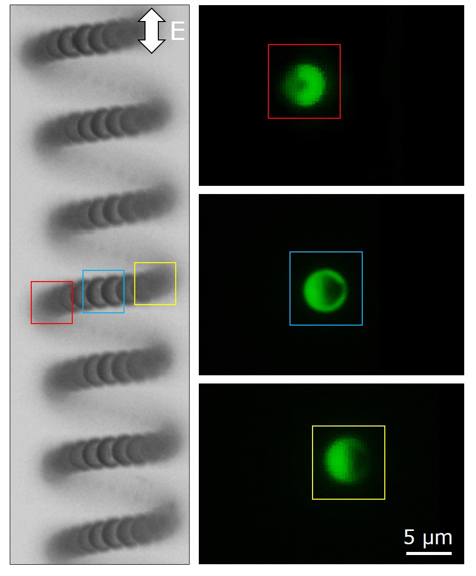 Researchers from LSU developed a technique to mimic the helical motion of spermatozoa in micron-sized particles (left). The helical motion in the electric field is achieved by introducing a triangular metal patch on a spherical particle (right). Image credit: Jin Gyun Lee and Bhuvnesh Bharti.