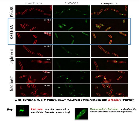 Impact of R327 on E. coli cell membranes after 30 minutes of treatment 