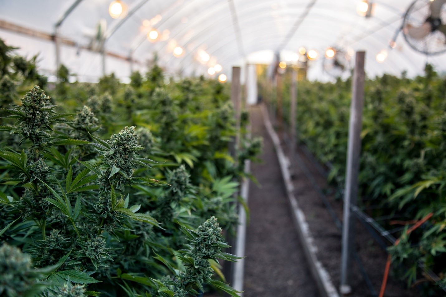 Cannabis irrigation system