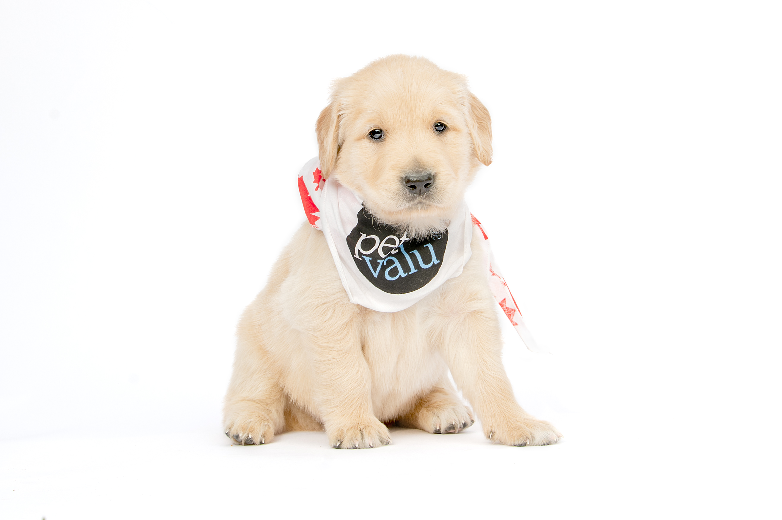 Puppy sitting wearing Pet Valu bandana