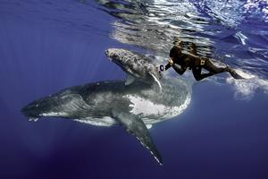 Diving with Whales 