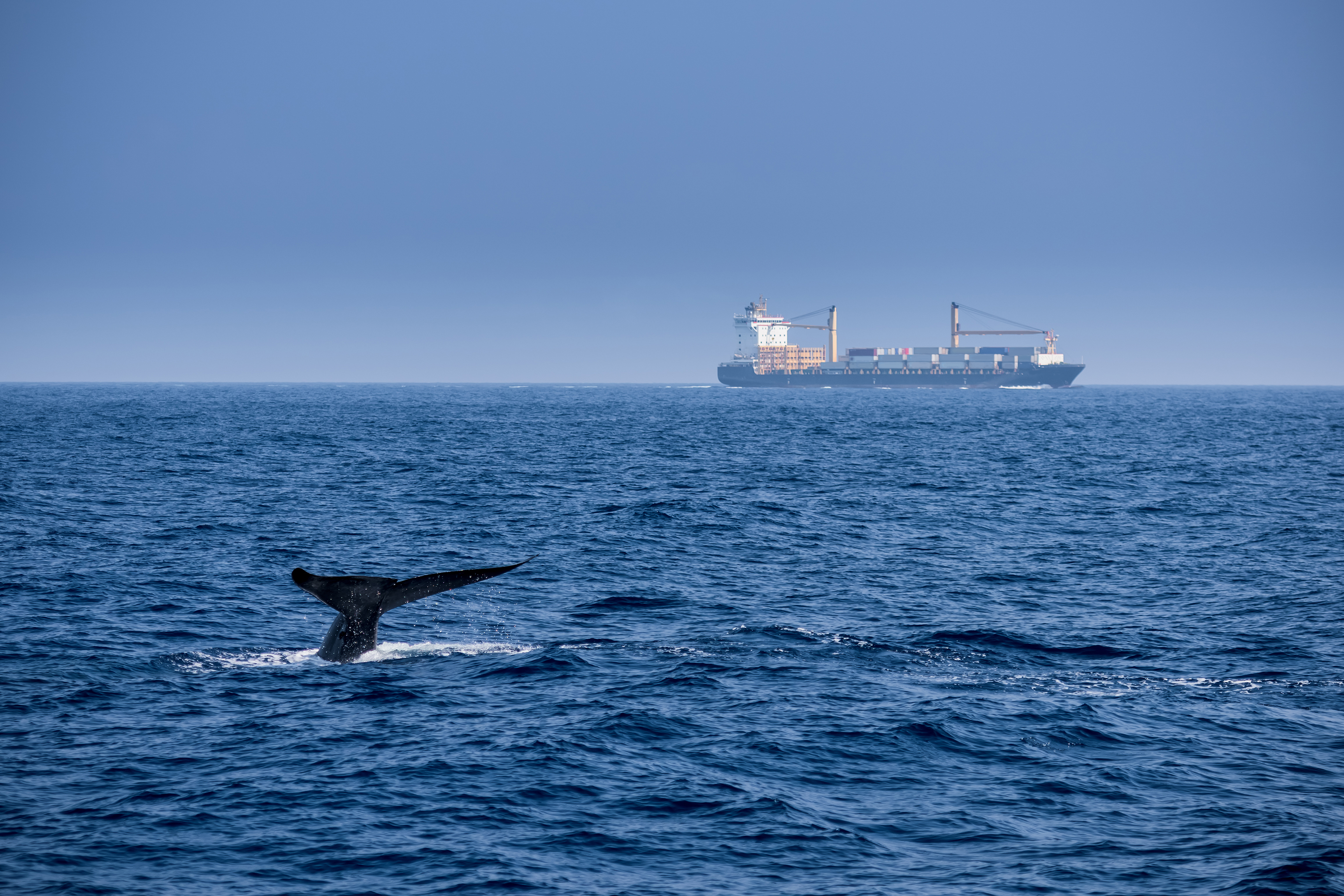 LA PROTECTION DES MAMMIFÈRES MARINS