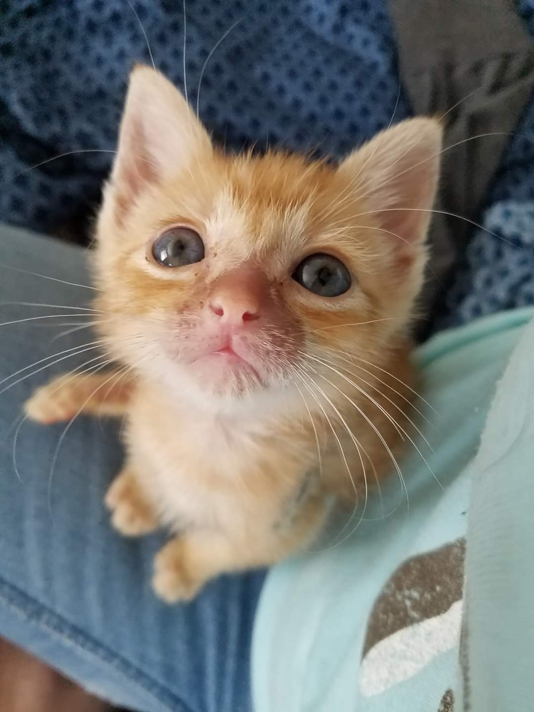 GreaterGood.org and Royal Canin announce the winners of the inaugural “Flaunt Your Feline” national contest including two grand prize winners. The adoption grand prize winner is a grateful and healthy 14-pound orange cat named Tucker, who won a $5,000 grant for Purrfectly Pawsible in Galt, Calif.