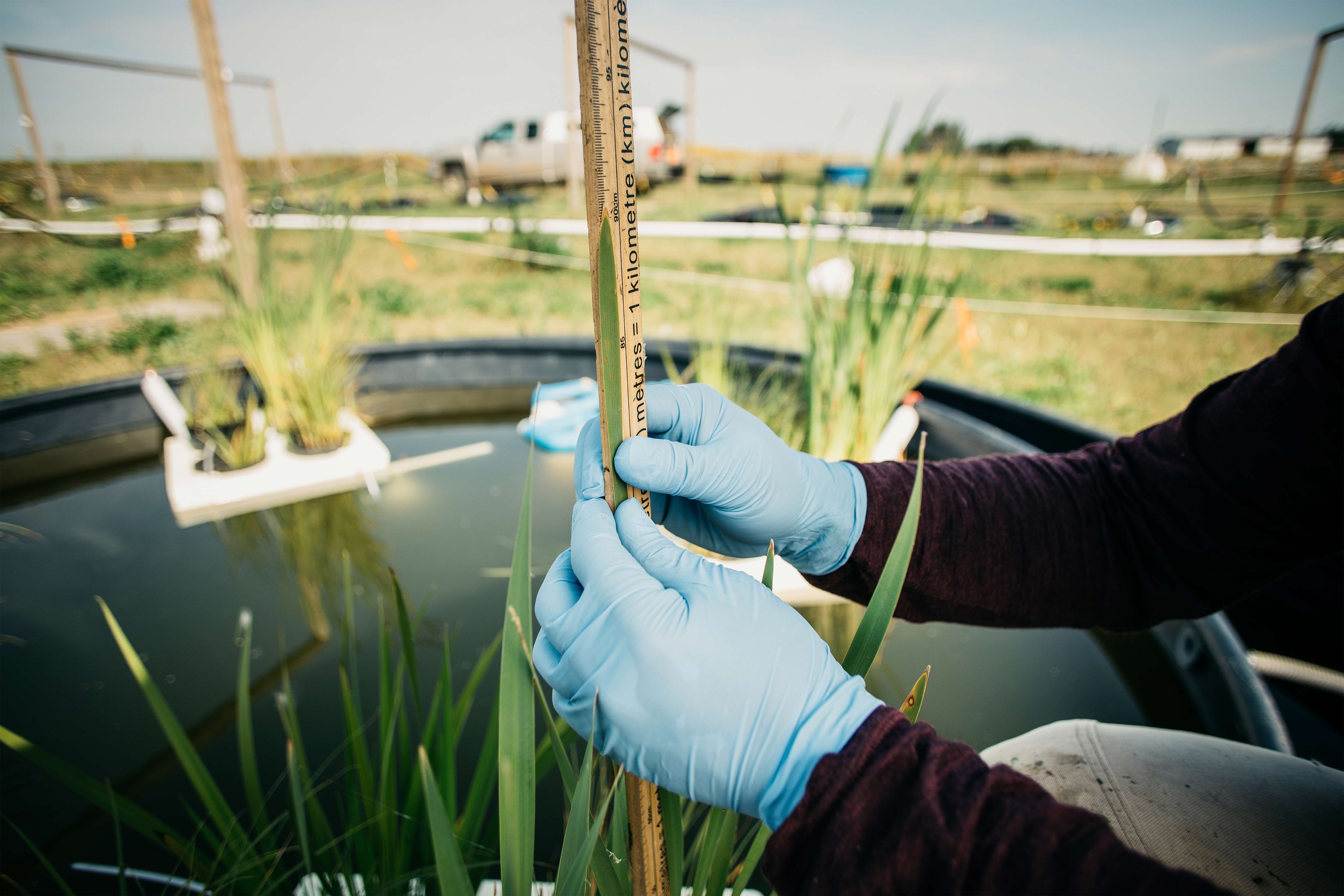 Water research conducted in an aquatic mesocosm facility