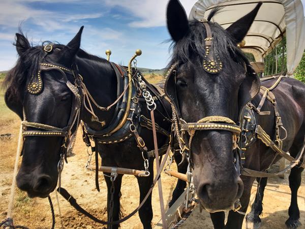 Historic Trails West offers horseback trail rides and wagon rides along the Oregon Trail in Casper, Wyoming. 