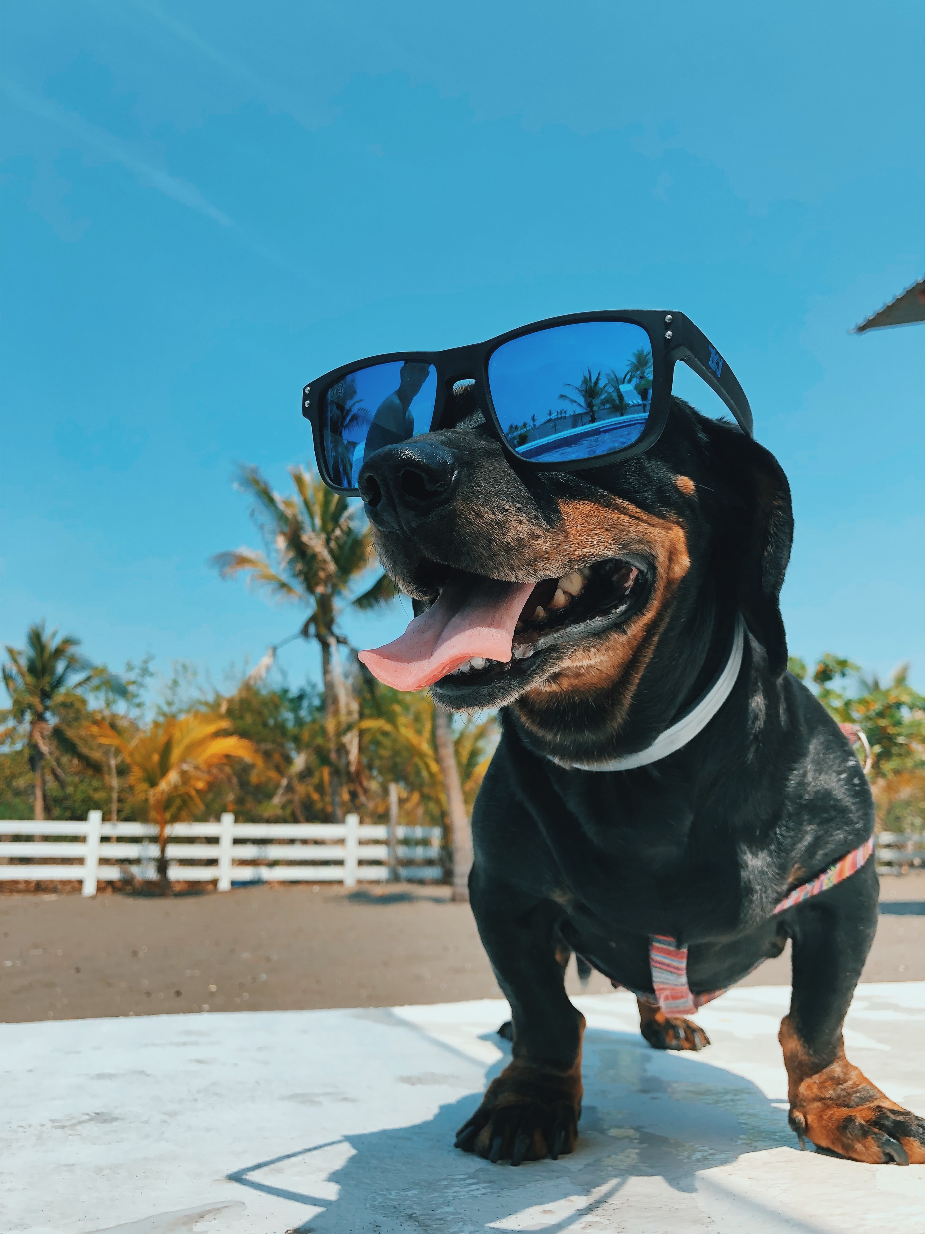 Hot Dogs Belong on the Grill, Not in Your Car!