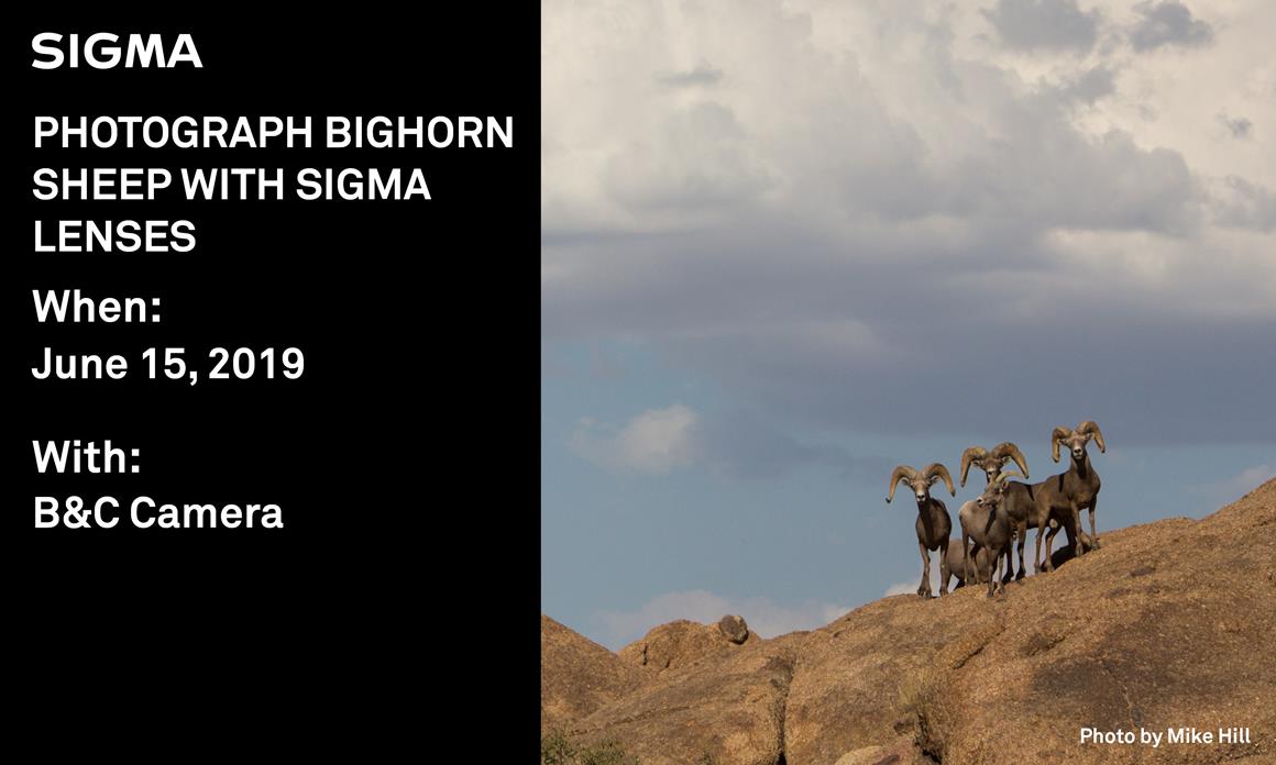 BigHornSheepMikeHill.113611