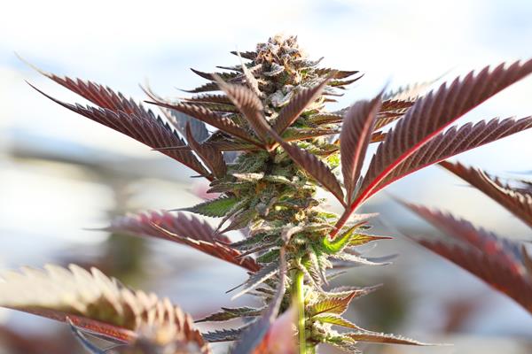 Omnium Canna Launches Search for Cannabis Cultivators in New York State