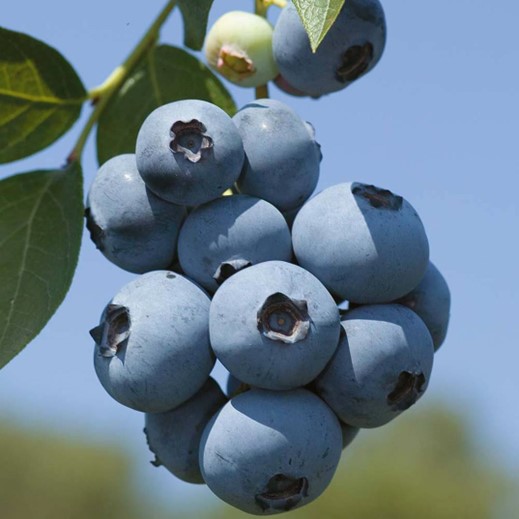 Blueberry Smart Irrigation