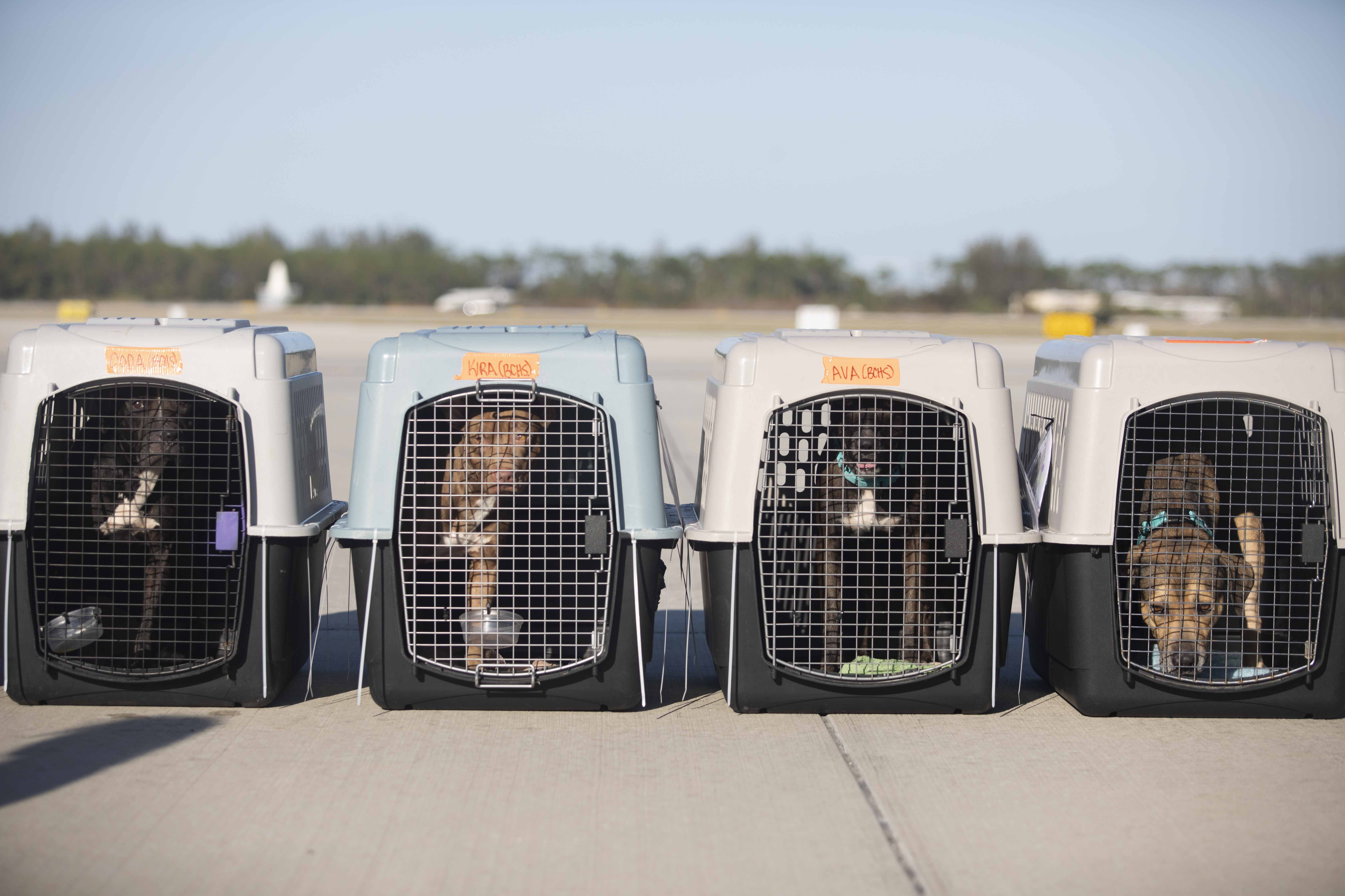 Homeless dogs waiting for transport on BISSELL Pet Foundation's flight from Florida