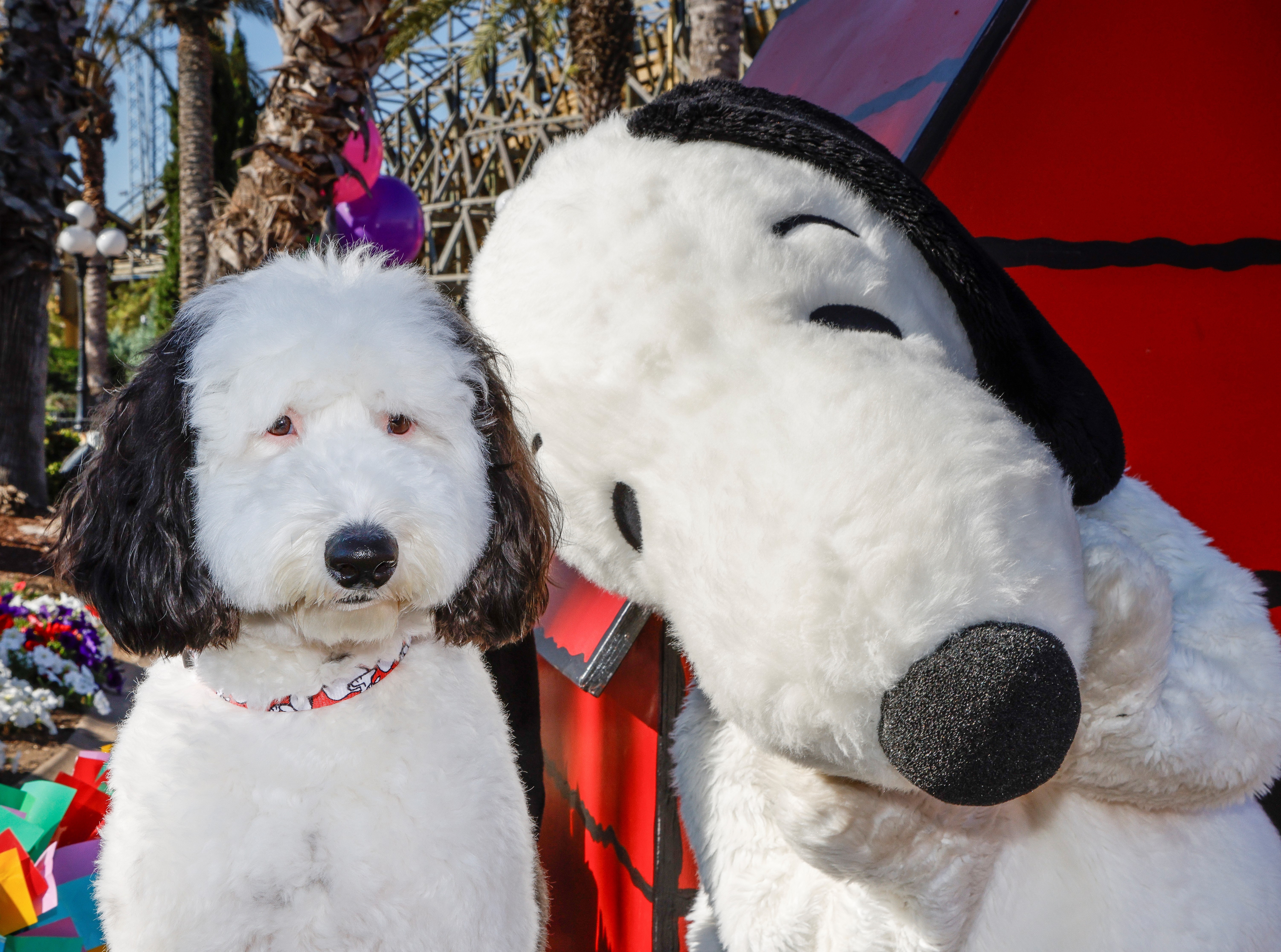 Snoopy and Look-Alike