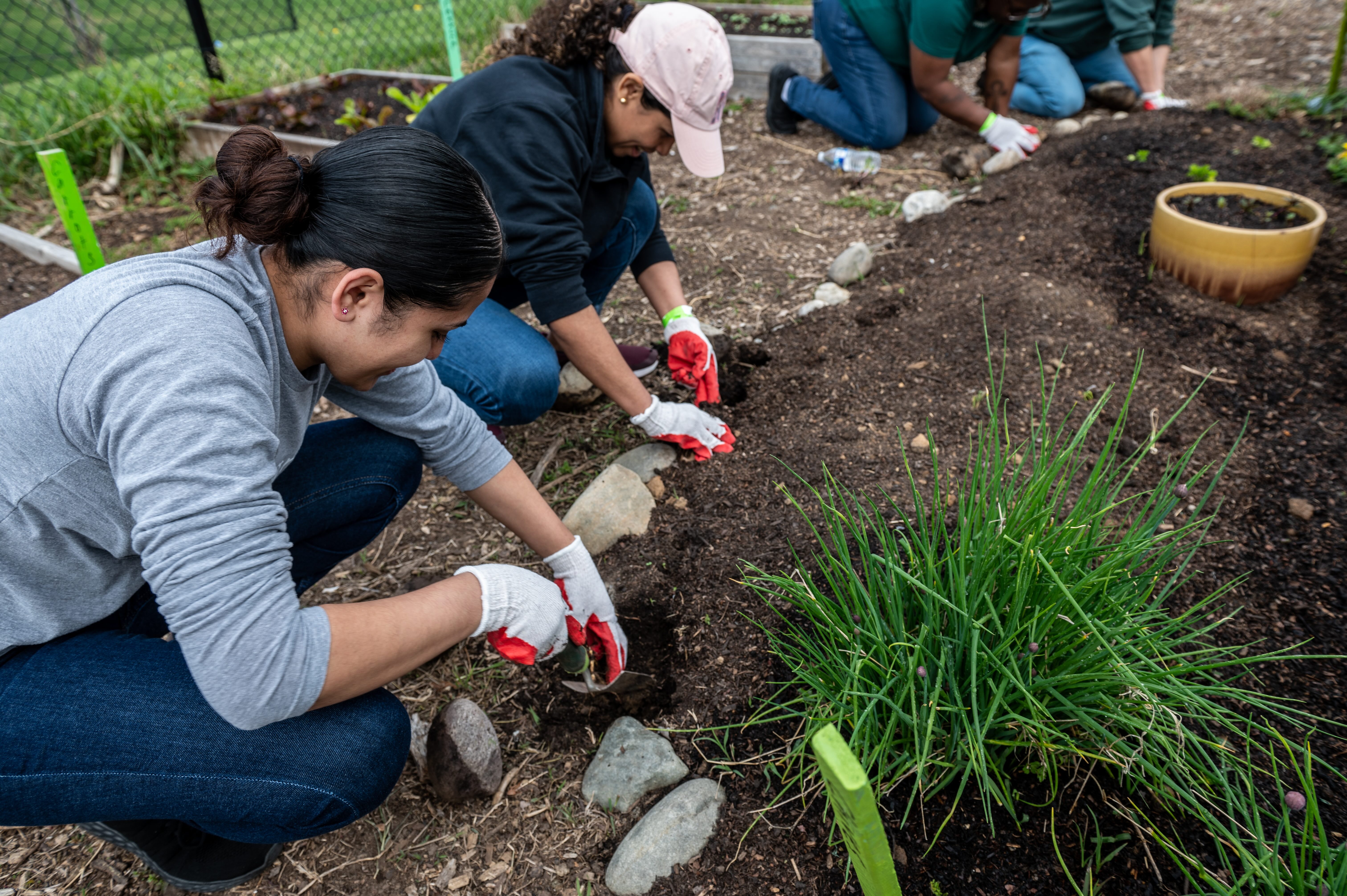 Gardening at our Urban Farm