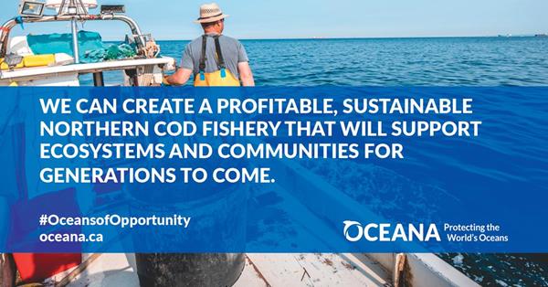 Let's create a profitable, sustainable northern cod fishery