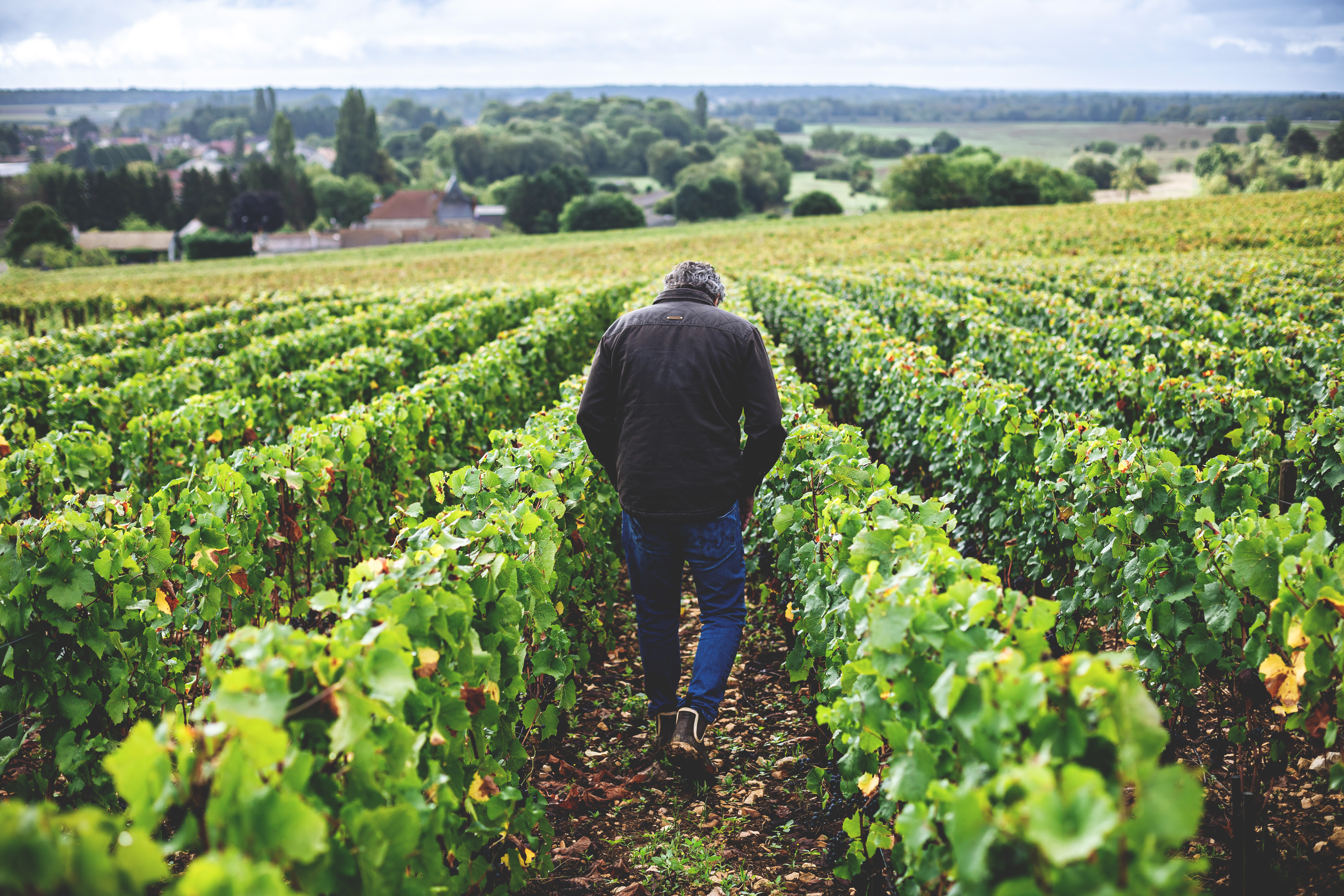 Auteur is extending its legacy with a new transatlantic partnership that brings the Sonoma-based winery into the heart of Burgundy. 