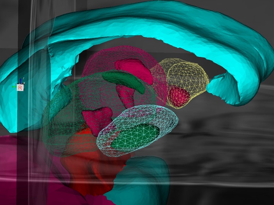 Subnuclei