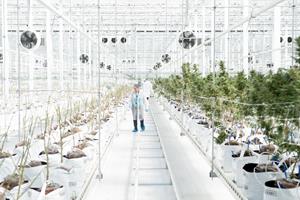 Une employée de HEXO marche entre deux rangées de plants de cannabis en récolte.