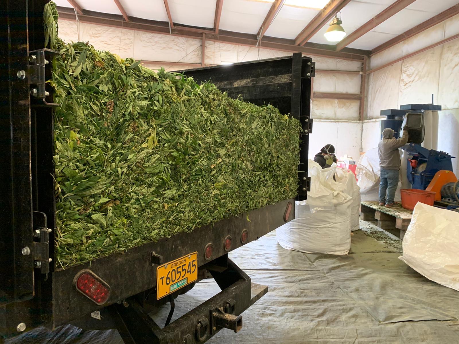 Hemp Harvest Oregon