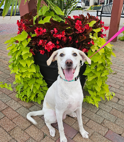 She is a 9-month old Lab/Russell mix that is full of life and energy. We really aren't sure what all breeds she is, maybe some hound! However, her sibling had a DNA test and these were some of the breeds (along with poodle, which we do not see). She’s a big goofball that loves to play and wrestle with her foster brother and sister and she loves tennis balls and playing catch! She is crate trained and working on being fully potty trained. She loves being outside and would do best with a fenced in yard or safe place for her to run! She would do best with an active family. Could you be her furever family?