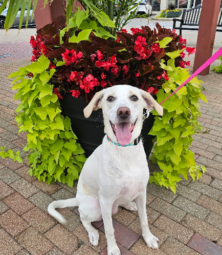 She is a 9-month old Lab/Russell mix that is full of life and energy. We really aren't sure what all breeds she is, maybe some hound! However, her sibling had a DNA test and these were some of the breeds (along with poodle, which we do not see). She's a big goofball that loves to play and wrestle with her foster brother and sister and she loves tennis balls and playing catch! She is crate trained and working on being fully potty trained. She loves being outside and would do best with a fenced in yard or safe place for her to run! She would do best with an active family. Could you be her furever family?