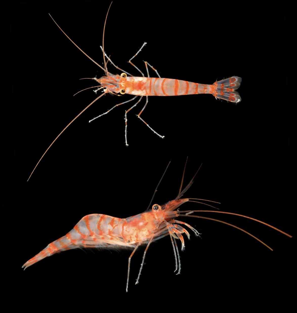 Phylum: ArthropodaTaxonomist: Dr Hossein AshrafiDiscovered between 15-35m in a sea cave close to Marseille, France, this striking new species of shrimp proves that major marine discoveries are still being made in the heart of Europe. Defined by its vivid orange banding and intricate appendages, the specimen was identified by taxonomist Hossein Ashrafi. By adding this species to the global record, Ocean Census continues to build the high-precision biodiversity inventories required for effective conservation management in the Mediterranean, a region under intense human and environmental pressure.Credit: The Nippon Foundation-Nekton Ocean Census/Hossein Ashrafi