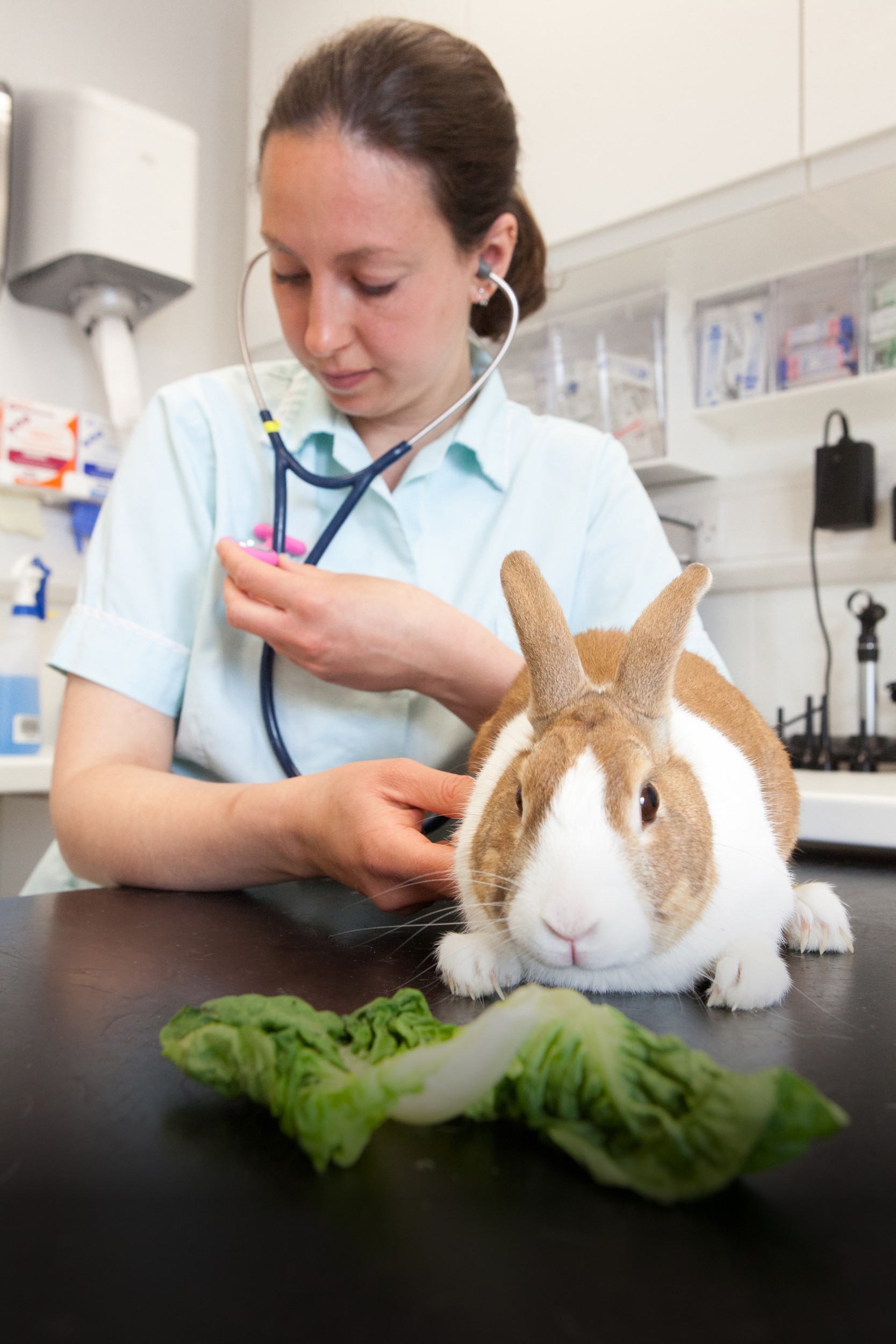Mars Veterinary Health is part of a family-owned business with 90 years of experience and heritage caring for pets.