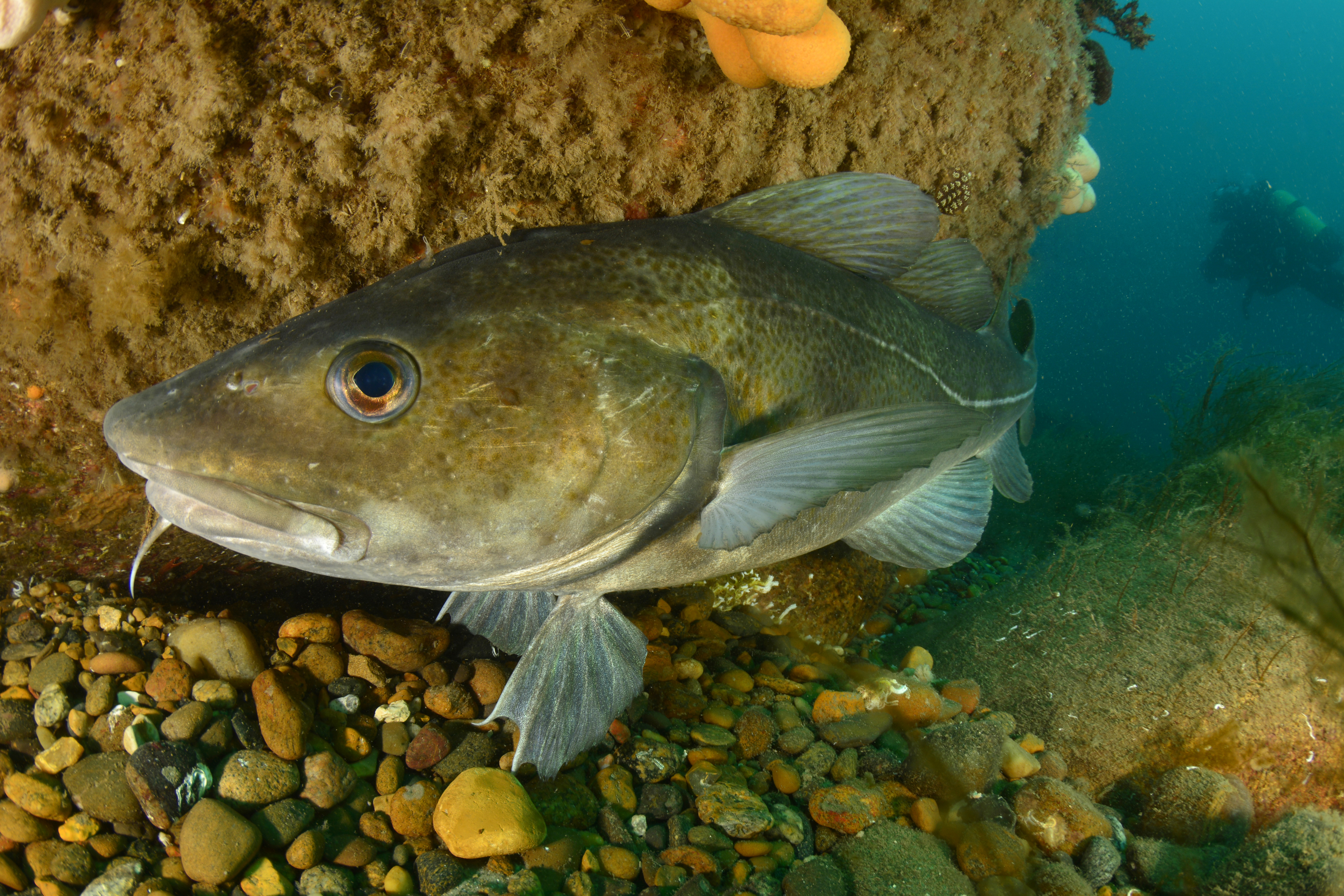 Northern cod