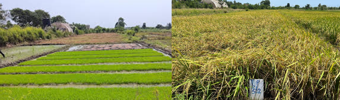 Terreplenish trial fields in Ghana -various growth stages