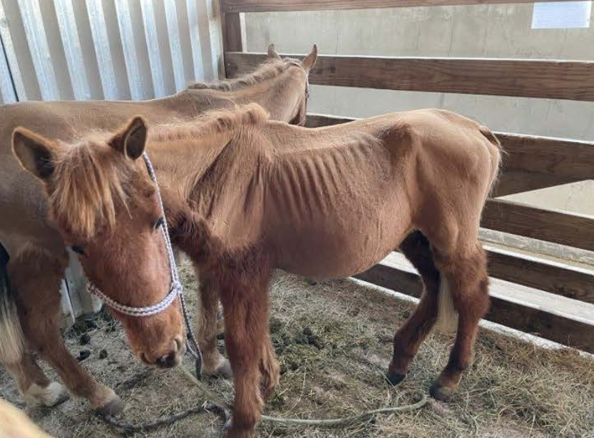 Emaciated Horse Going to Slaughter