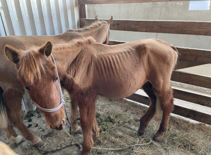 mexican horse slaughter houses