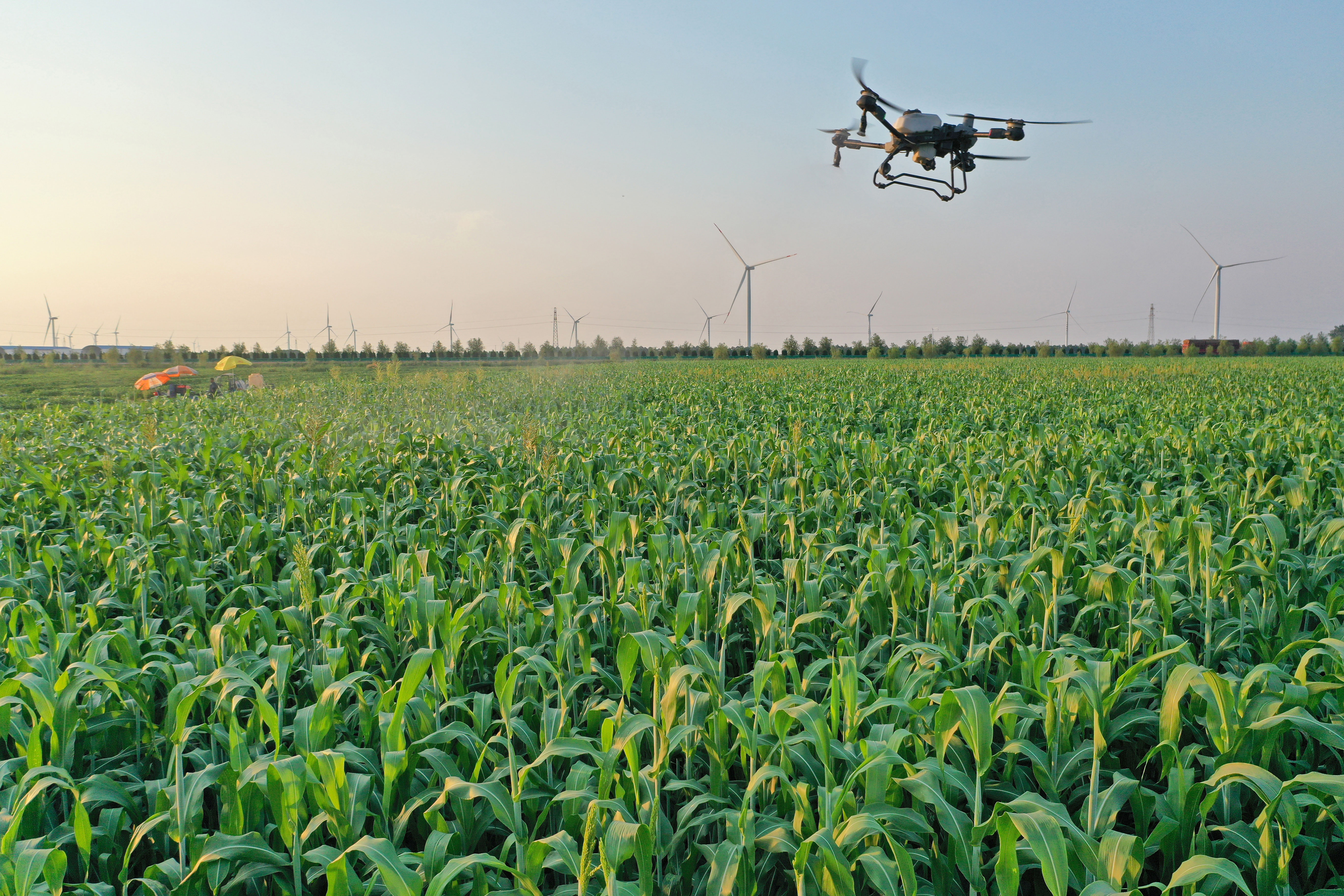 A BDS drone carries out sorghum pest control operation in a farm in China’s Anhui Province