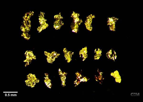 Photomicrograph of selected gold grains from sample UC-13. Note scale bar in lower left. 
