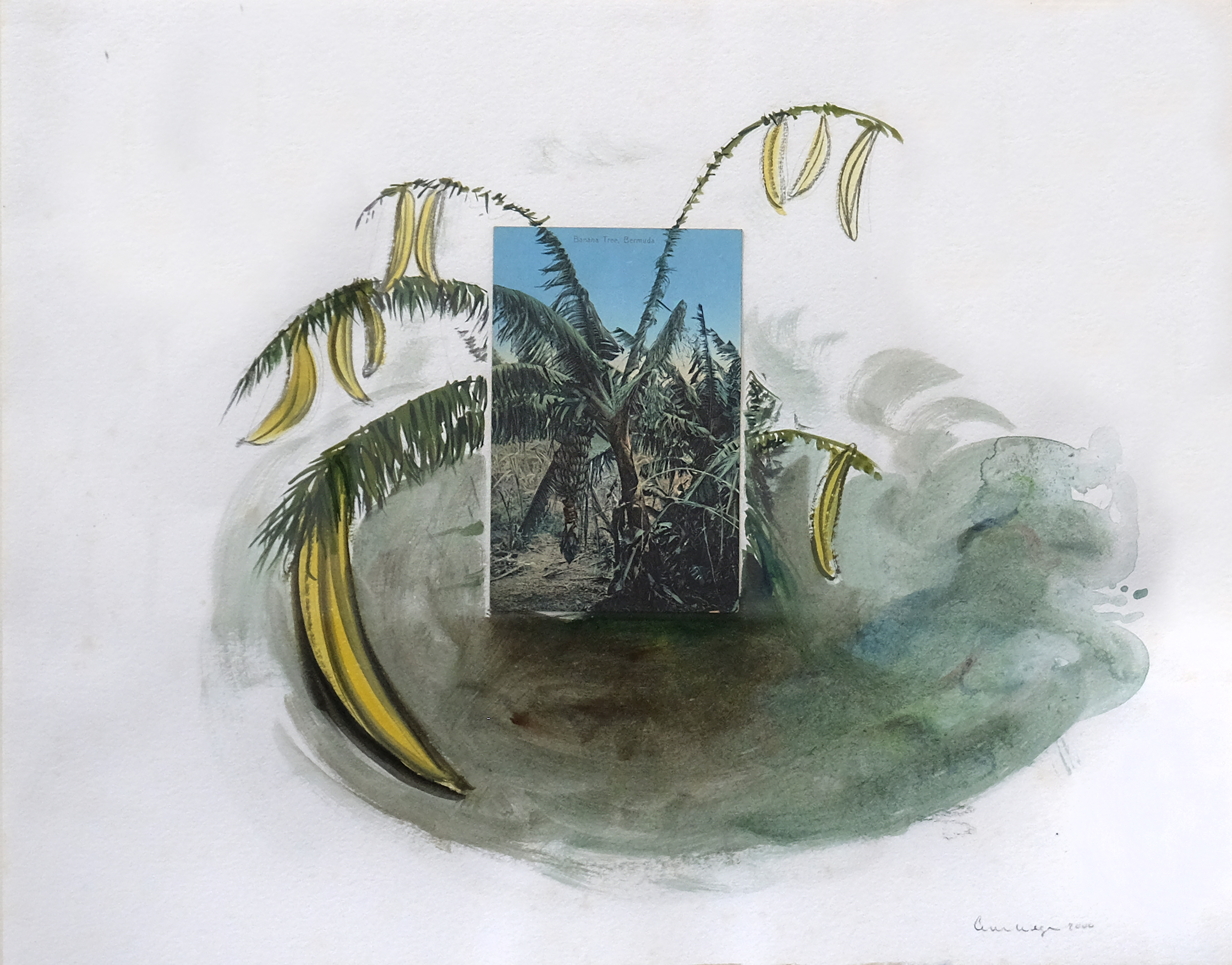 William Wegman Banana Tree