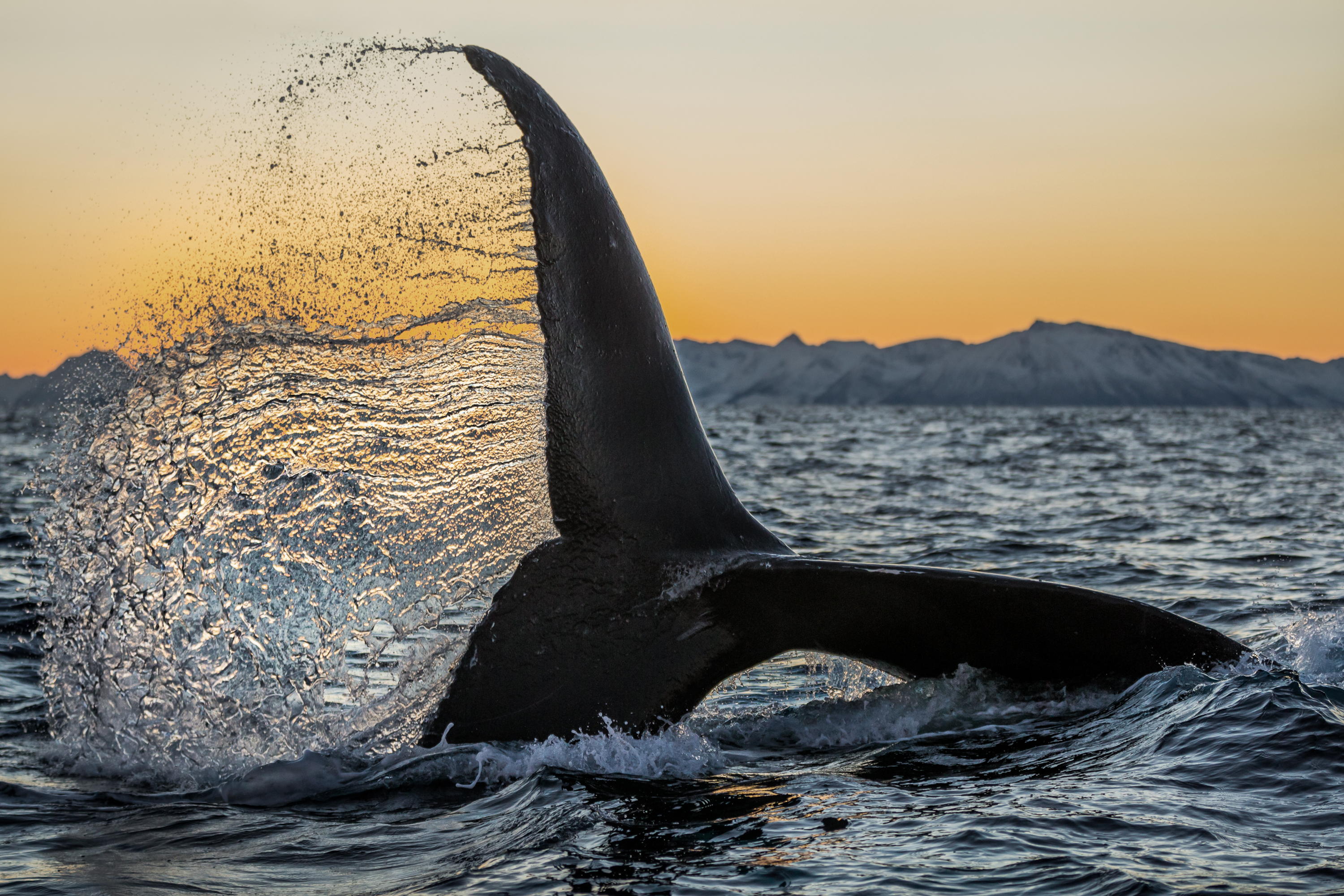 Photo Credit: Paul Nicklen, Norway. “These waters are home to an extremely well-managed fishery, a growing tourism industry, and now permanent protection from oil and gas exploration. Norwegians have become fiercely proud of this place and protective of the entire ecosystem, as both their culture and economy depend on it.” - Paul Nicklen, Co-founder of SeaLegacy.

