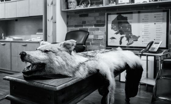 Wolf pelt