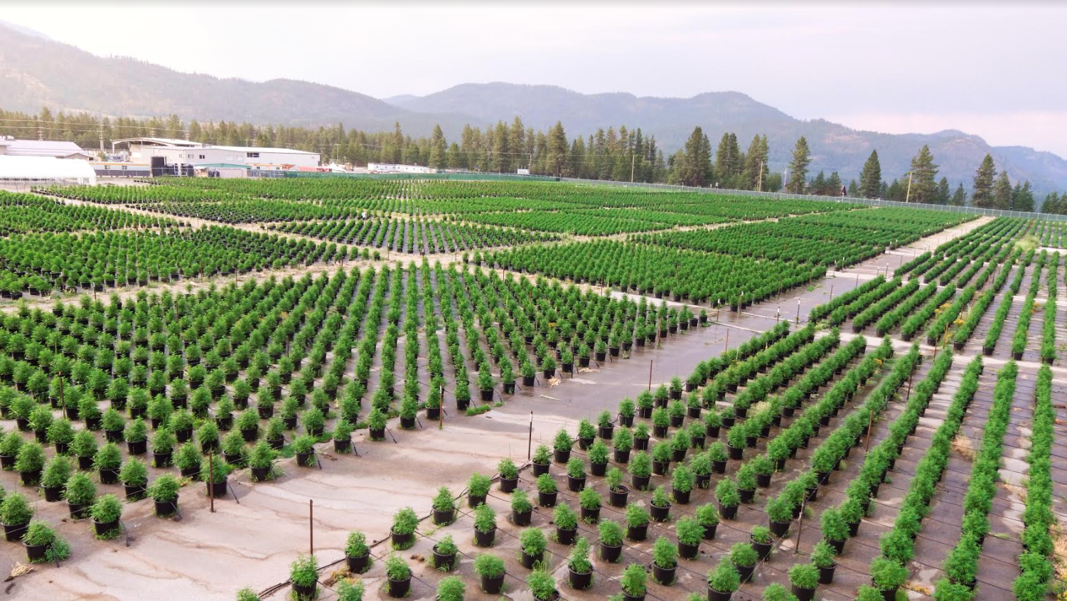 Drone surveillance technology has played a significant role in the Company’s ability to monitor the overall quality of its crop to include enhanced monitoring of hydration levels through advanced thermal imaging technology