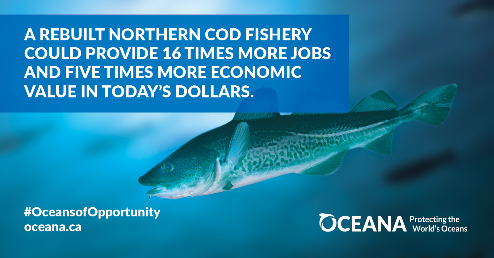 Rebuild the northern cod fishery