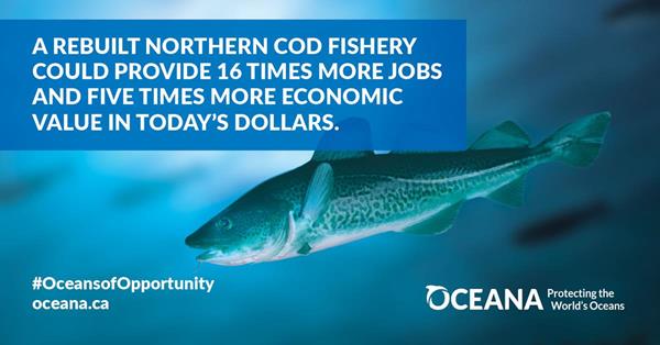 Rebuild the northern cod fishery