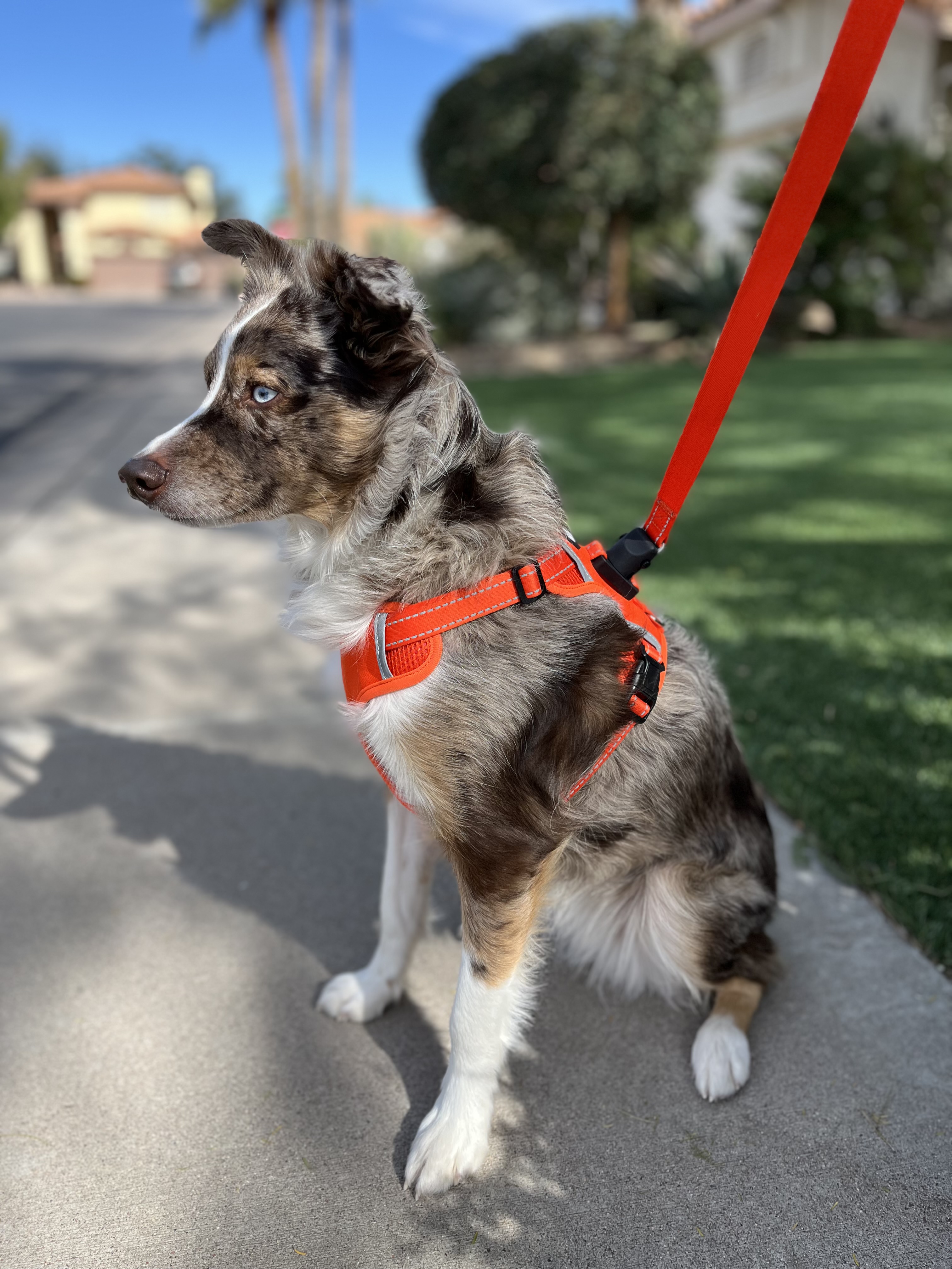 Clickette Harness & Leash
