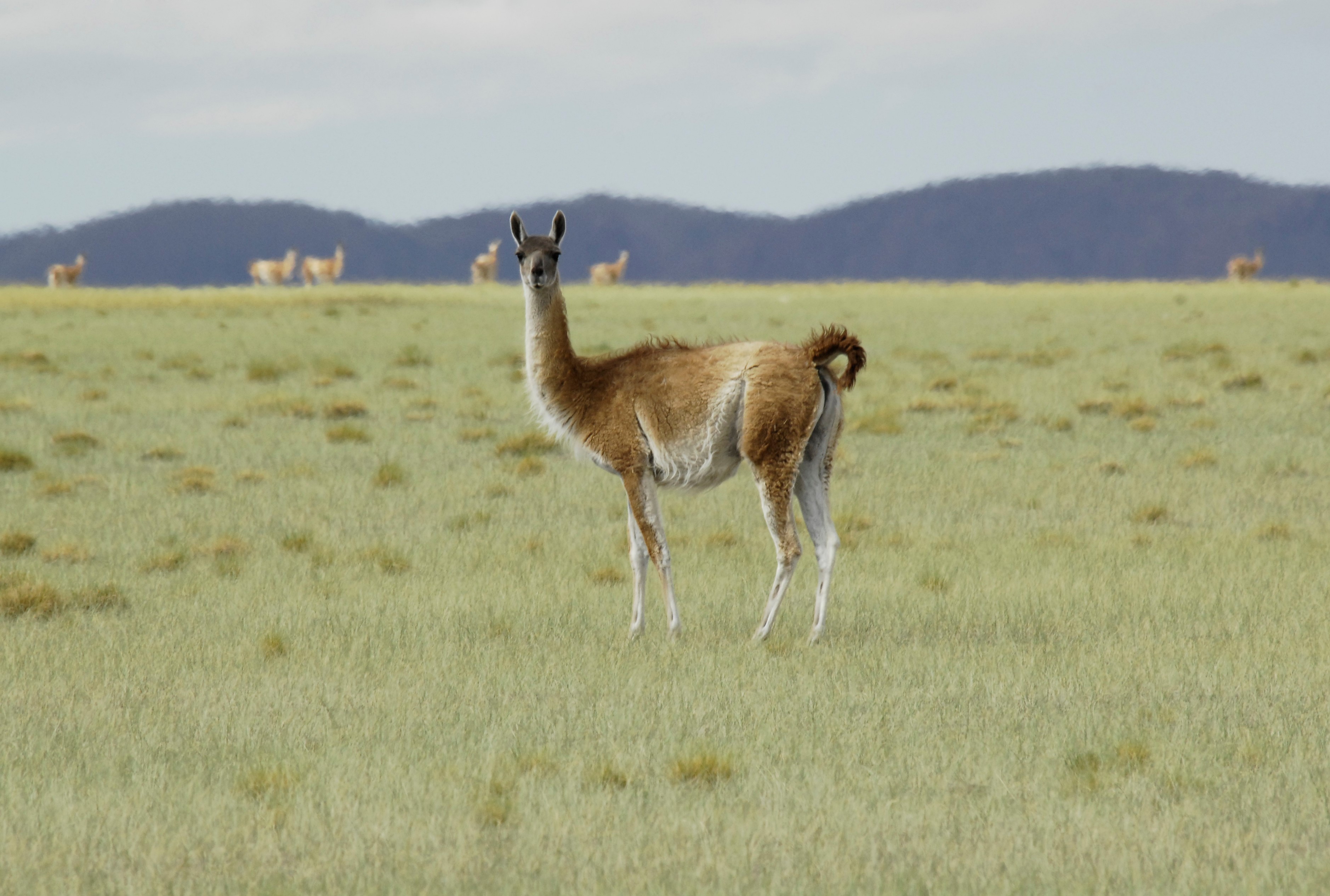 The Wildlife Conservation Society (WCS) and Fundación Vida Silvestre Argentina (Vida Silvestre), the associate organization to the World Wide Fund for Nature (WWF) in Argentina, with funding from The Rainforest Site and GreaterGood.org, have negotiated the resignation of grazing rights from livestock producers for 43,570 acres in the Payunia Natural Protected Area of Mendoza, Argentina. Photo Credit:  ©Julie Larsen Maher/WCS.
